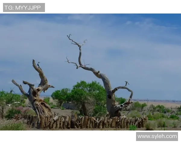 银狐哈里斯的传奇人生与艺术成就探秘之旅